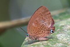 Arhopala