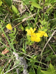 Oenothera pilosella