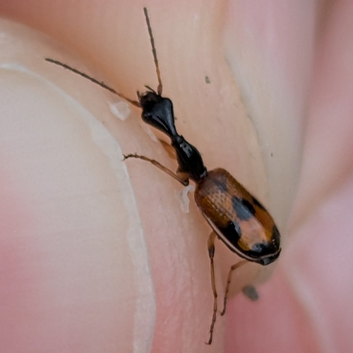 Long-necked Ground Beetle photo 4