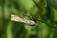 Crambus pratella