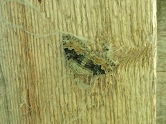Xanthorhoe quadrifasiata