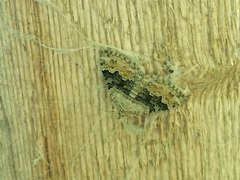 Xanthorhoe quadrifasiata