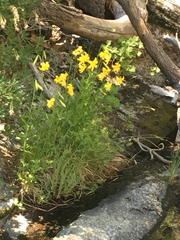 Lilium parryi