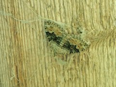 Xanthorhoe quadrifasiata