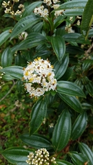 Miconia crocea