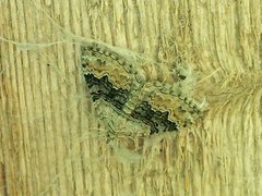 Xanthorhoe quadrifasiata