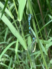 Coenagrion
