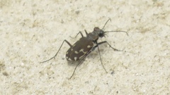 Cicindela repanda repanda