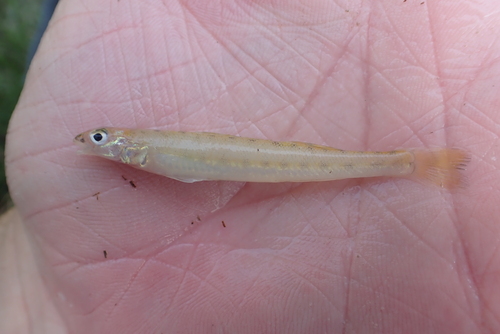 Scaly sand darter (Ammocrypta vivax) — Percidae — 2