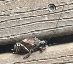 Cyphoderris