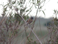 Polystictus pectoralis