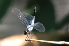 Brachydiplax farinosa