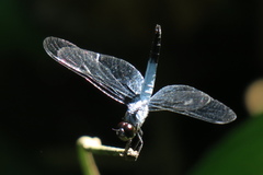 Brachydiplax farinosa