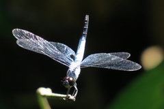 Brachydiplax farinosa