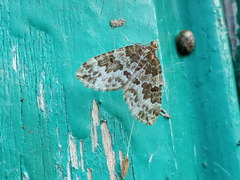 Electrophaes corylata