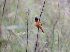 Sporophila ruficollis