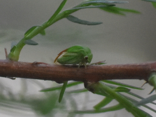 Tortistilus trilineatus