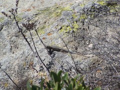 Sceloporus occidentalis becki
