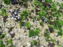 Ulvaceae