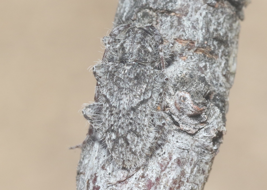 Poliaenus californicus