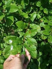 Quercus oglethorpensis