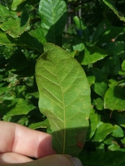 Quercus oglethorpensis