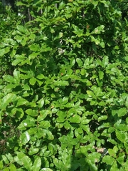 Quercus oglethorpensis
