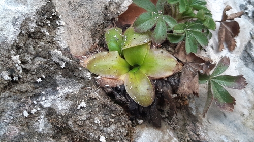 Pinguicula casperiana