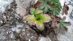 Pinguicula casperiana