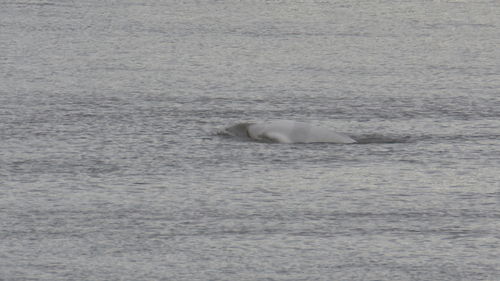 Beluga whale