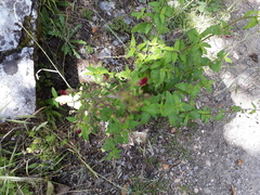 Scrophularia scorodonia