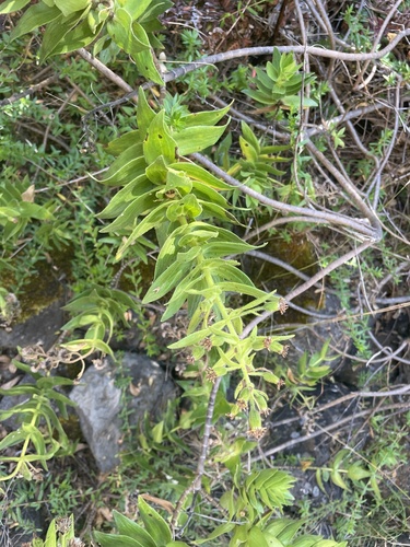Dubautia platyphylla observed 2024-08-22