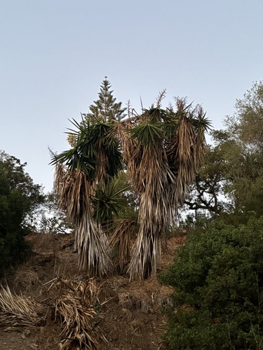 Image of Yucca gigantea by (c) Kian Hayles-Cotton, some rights reserved (CC BY)
