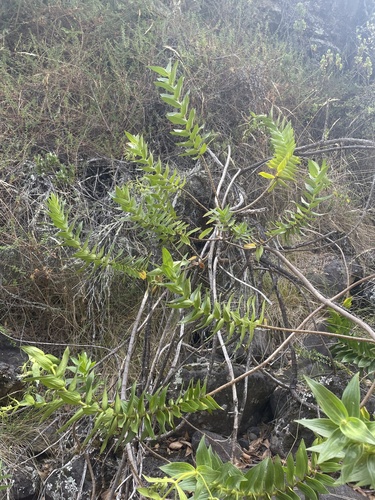 Dubautia platyphylla observed 2024-08-22