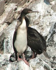 Leucocarbo bougainvillii