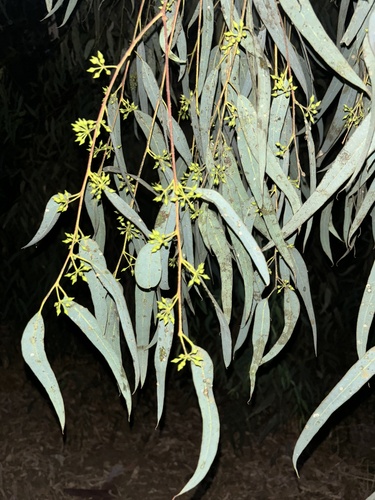 Avistamiento Eucalyptus camaldulensis