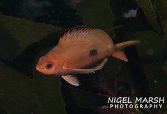 Caesioperca lepidoptera