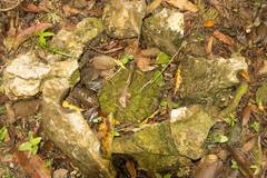 Dioscorea mexicana