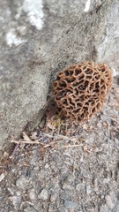 Morchella esculenta