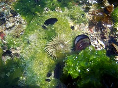 Ulvaceae