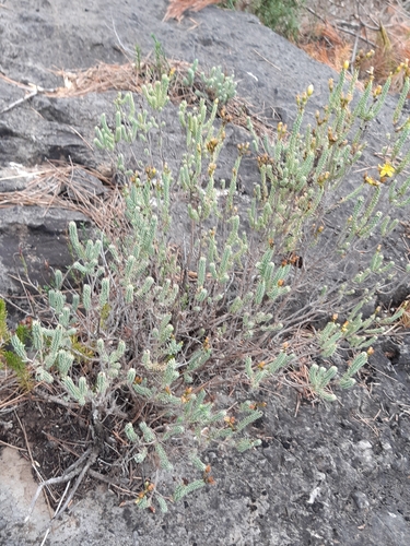 Hypericum ericoides, photograph 5