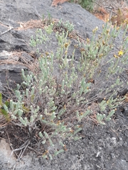 St. Andrews Cross (Hypericum ericoides)
