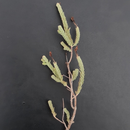 Hypericum ericoides, photograph 6