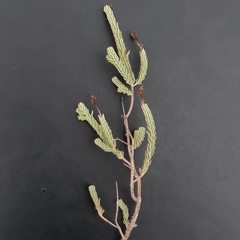 Hypericum ericoides, photograph frangp, CC BY, iNaturalist via GBIF