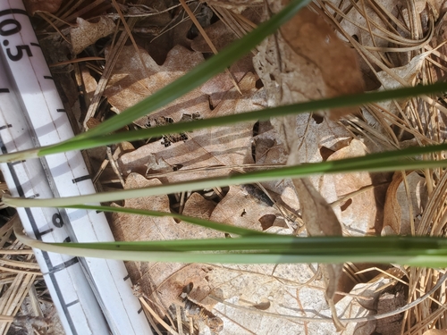 Image of Cyperus fendlerianus by (c) Mary Lata, some rights reserved (CC BY)