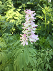 Corydalis caseana