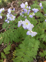 Polemonium pulcherrimum delicatum
