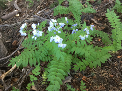 Polemonium pulcherrimum delicatum
