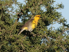 Saffron-Cowled Blackbird photo 3