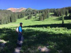 Geranium richardsonii